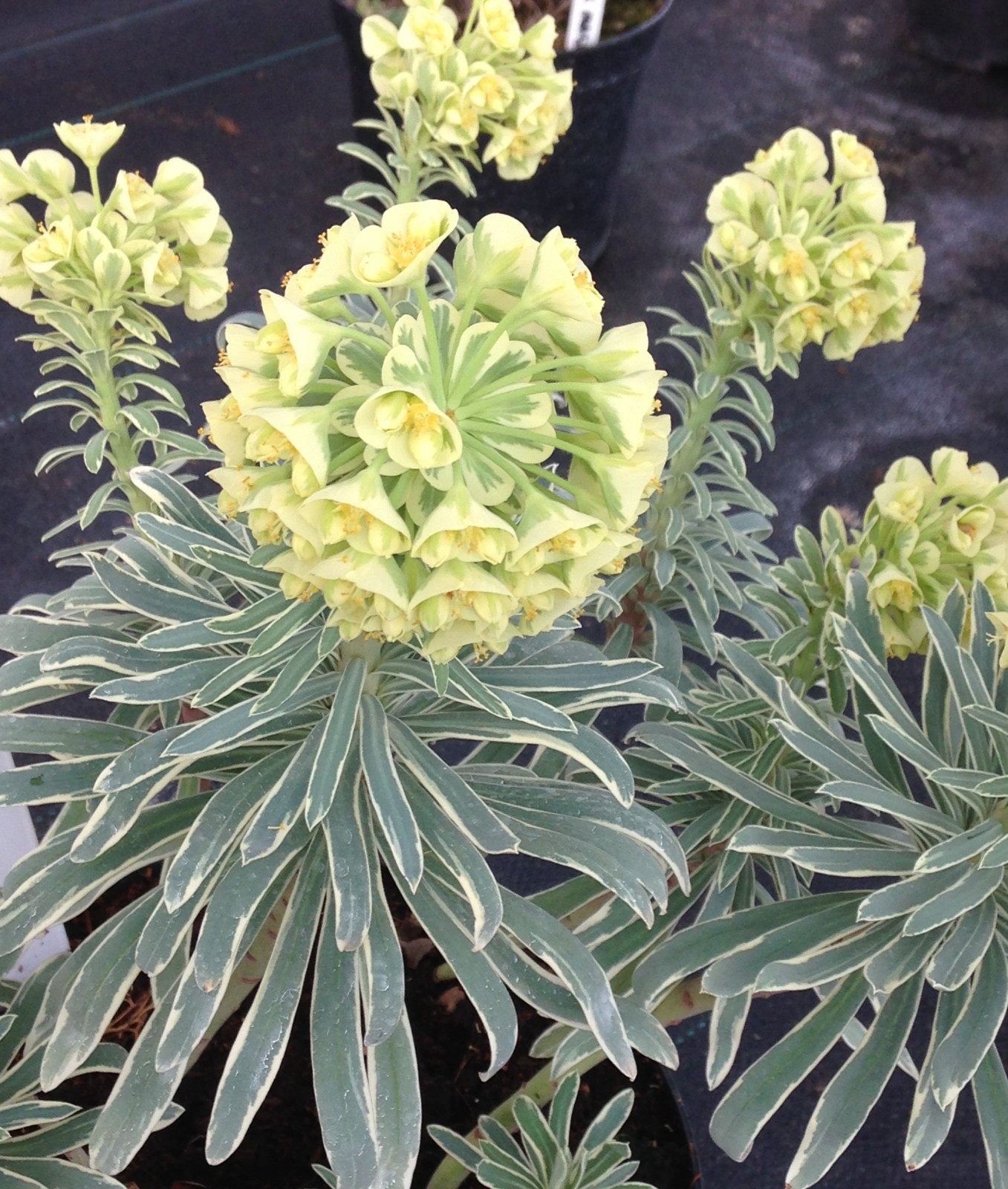 Euphorbia characias 'Ascot Moonbeam'